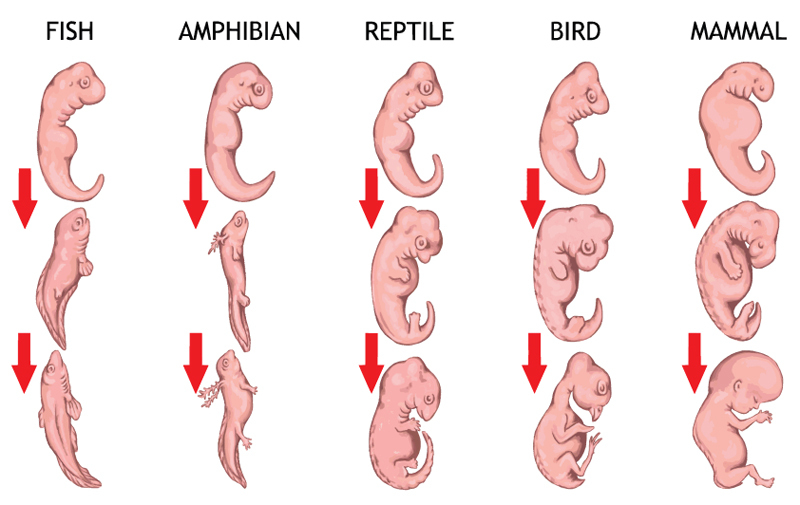 Illustration for article titled 8 Scientific Discoveries That Prove Evolution is Real